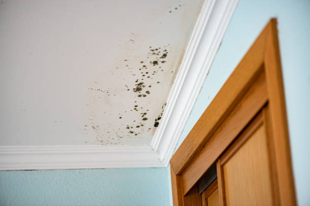 Best Residential Mold Removal  in Riverside, PA