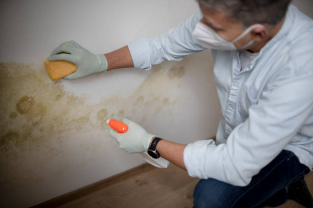 Best Mold Removal Specialists  in Riverside, PA
