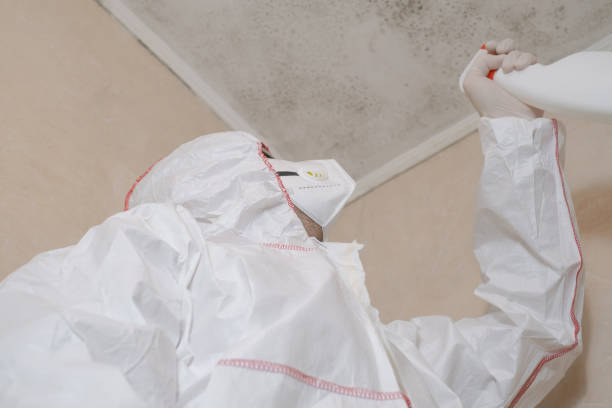 Home Mold Removal in Riverside, PA