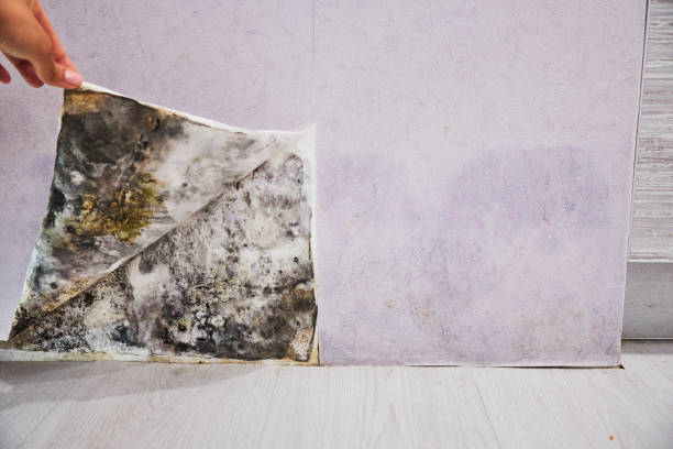 Best Mold Testing  in Riverside, PA